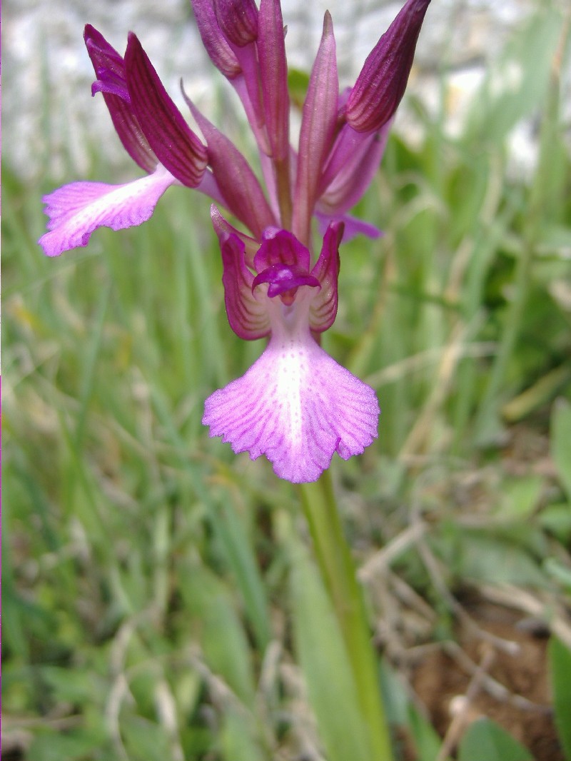 Orchis papilionacea vgrandiflora  & Ibrido, Orchis x gennari